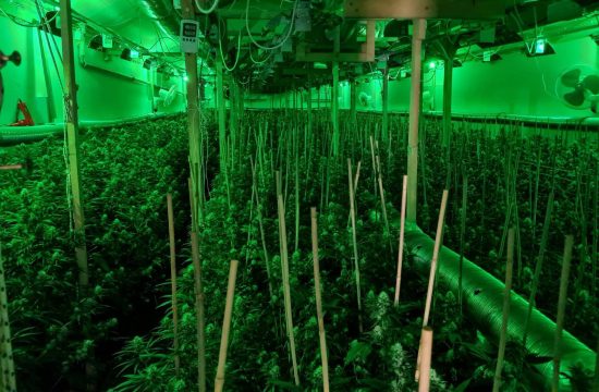 Ub, marihuana, trava, konoplja, droga, farma, laboratorija