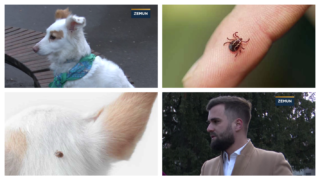 Krvopije iz trave ponovo vrebaju